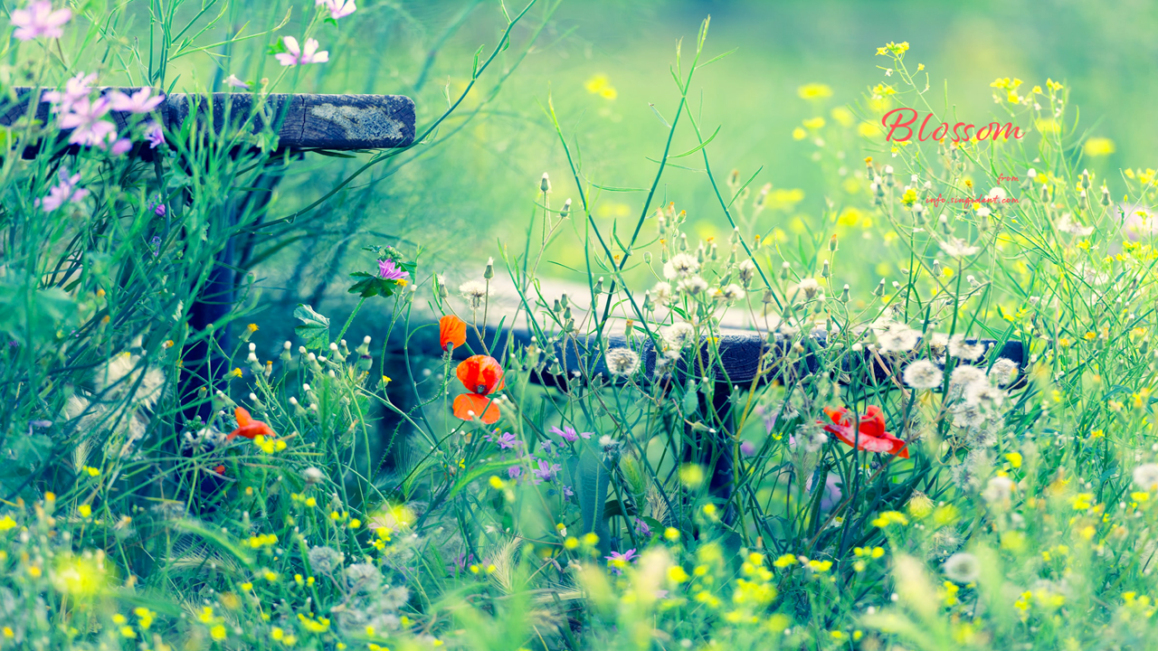 07 양귀비꽃 C - Blossom 꽃배경화면