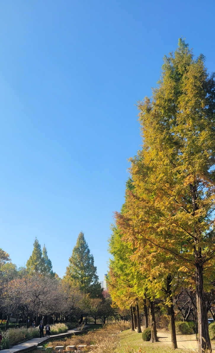 물향기 수목원 단풍