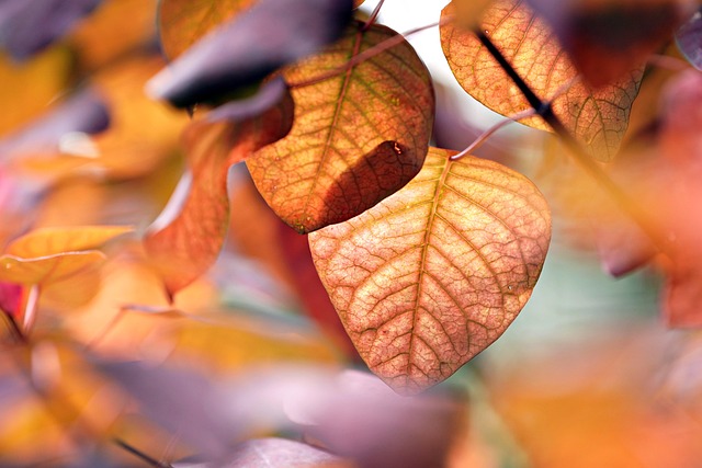 청년 버팀목 전세자금대출 조건 2