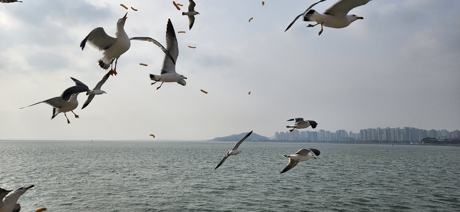 인천월미도 유람선 갈매기 먹이주는 사진입니다.