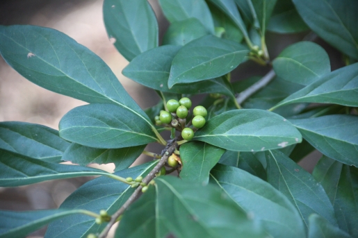 비목나무 열매1