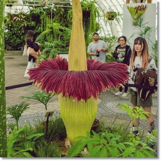 곤약 효능 및 활용 섭취량과 주의점