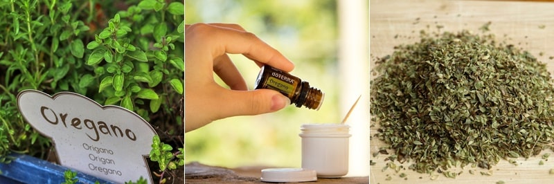 오레가노 오일 효능