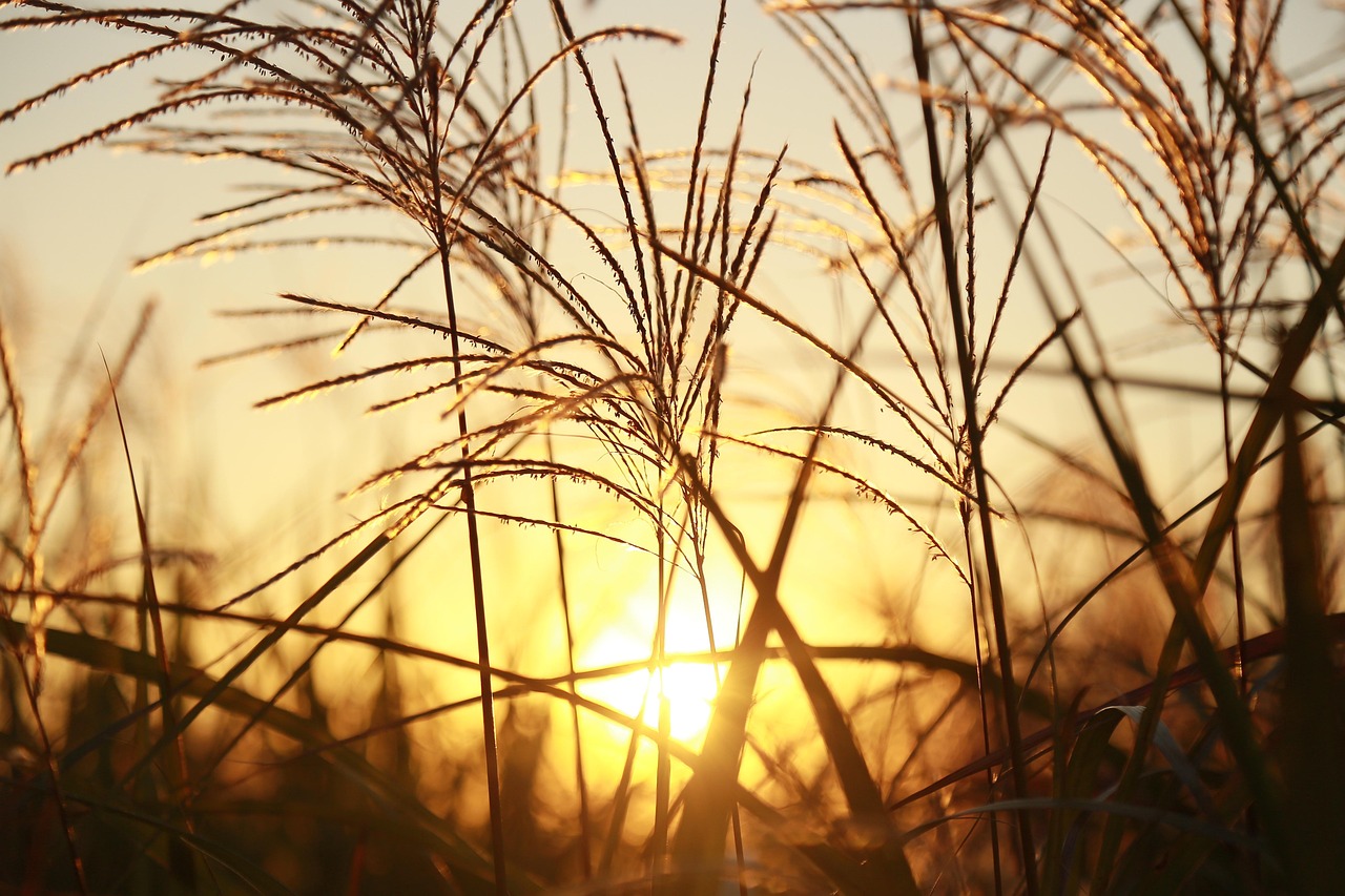 은빛 억새 클로즈업과노을 관련 사진