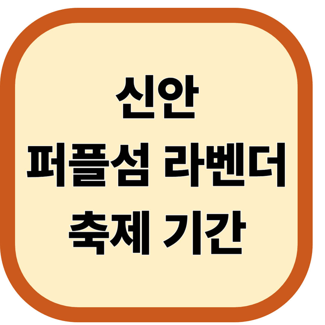 퍼플섬 라벤더 축제 기간