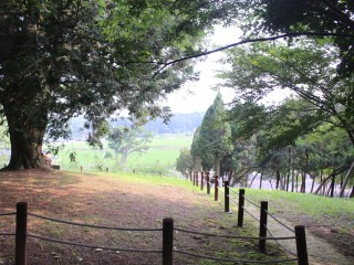 서산 유기방가옥 수선화 축제 기간 개화 총정리