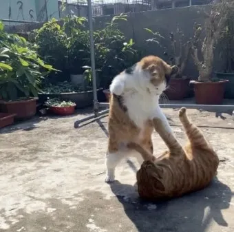 "고양이