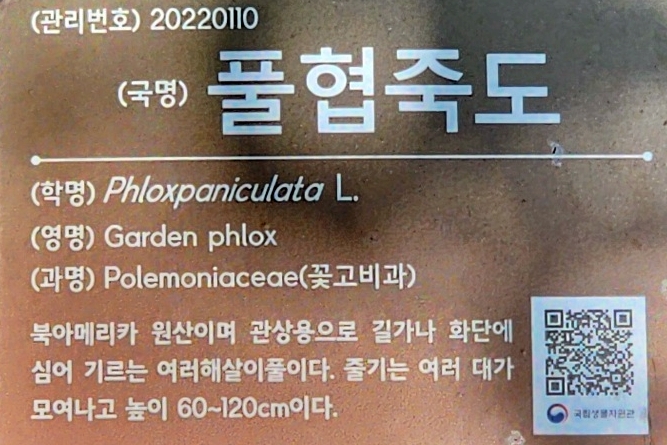 풀협죽도 ,Phlox paniculata, 협죽초 , 프록스