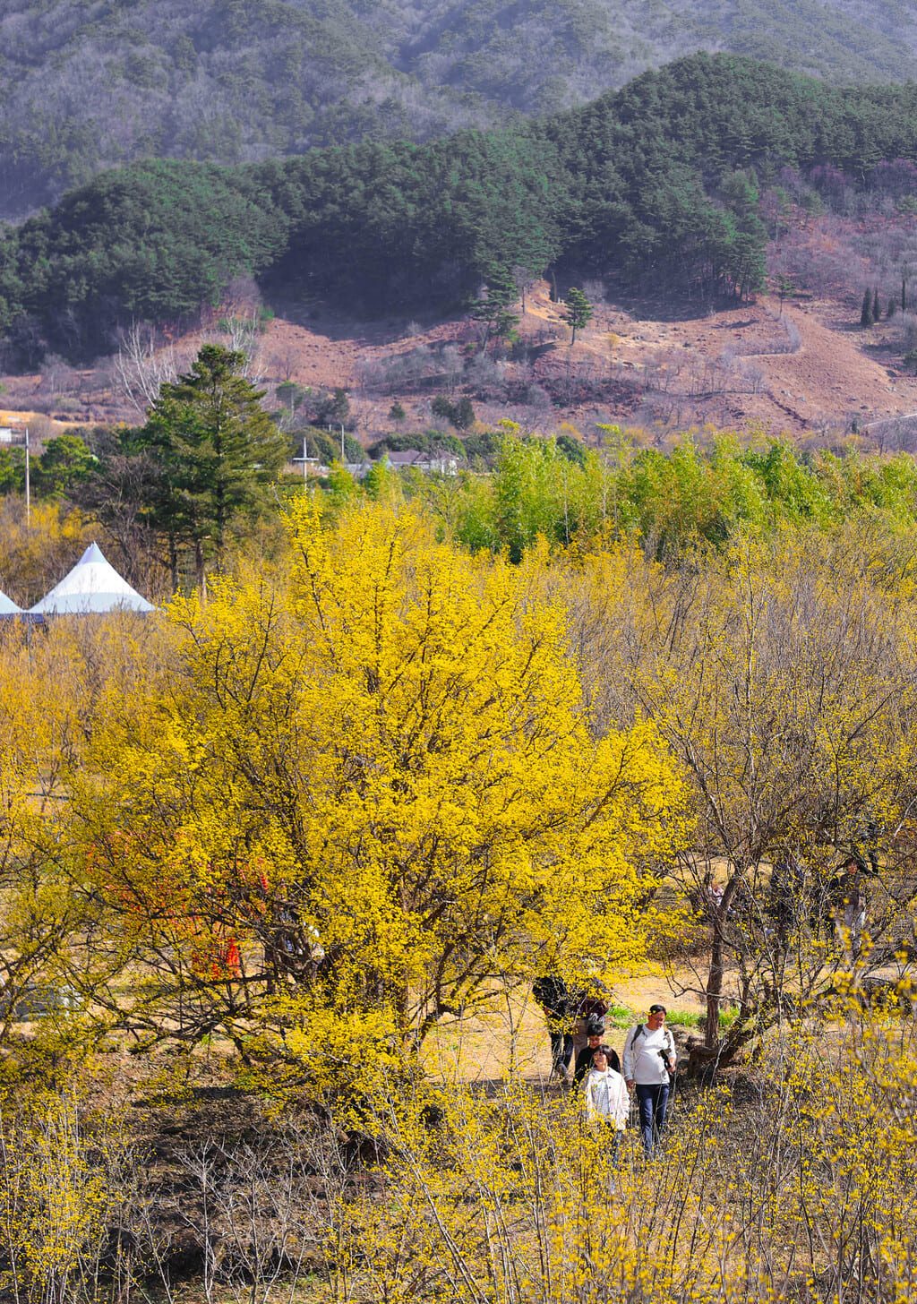 구례산수유축제 일정, 서울에서 당일치기 가능! 2025년