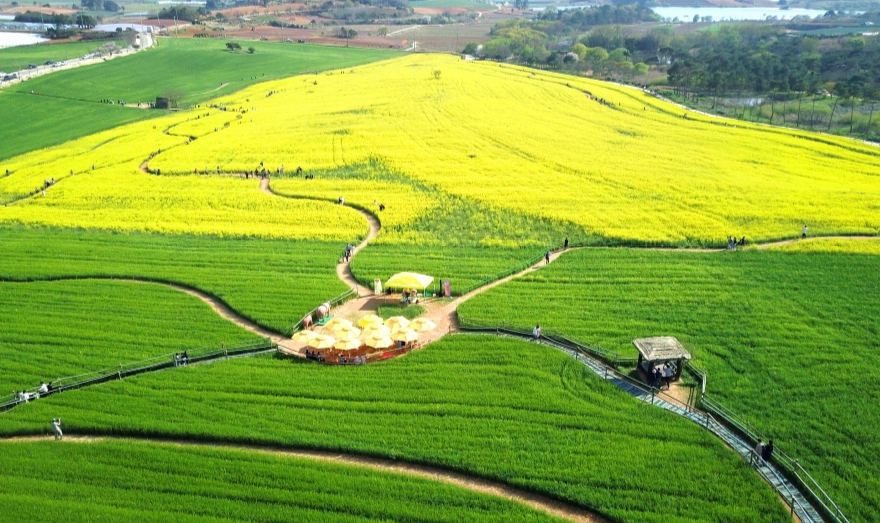 고창 청보리밭 축제 -4