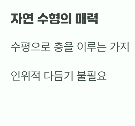 비결 4. 그대로의 멋&amp;#44; &amp;#39;자연스러운 수형&amp;#39;