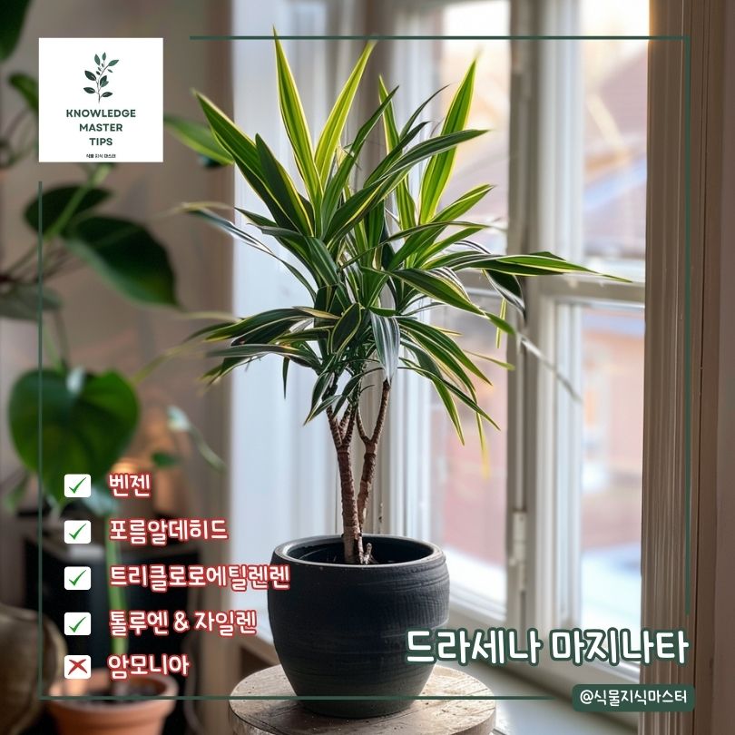 새집증후군 식물 드라세나 마지나타