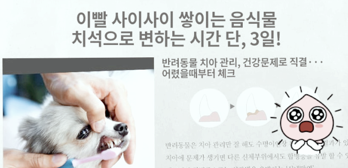 강아지 덴탈츄 관련사진
