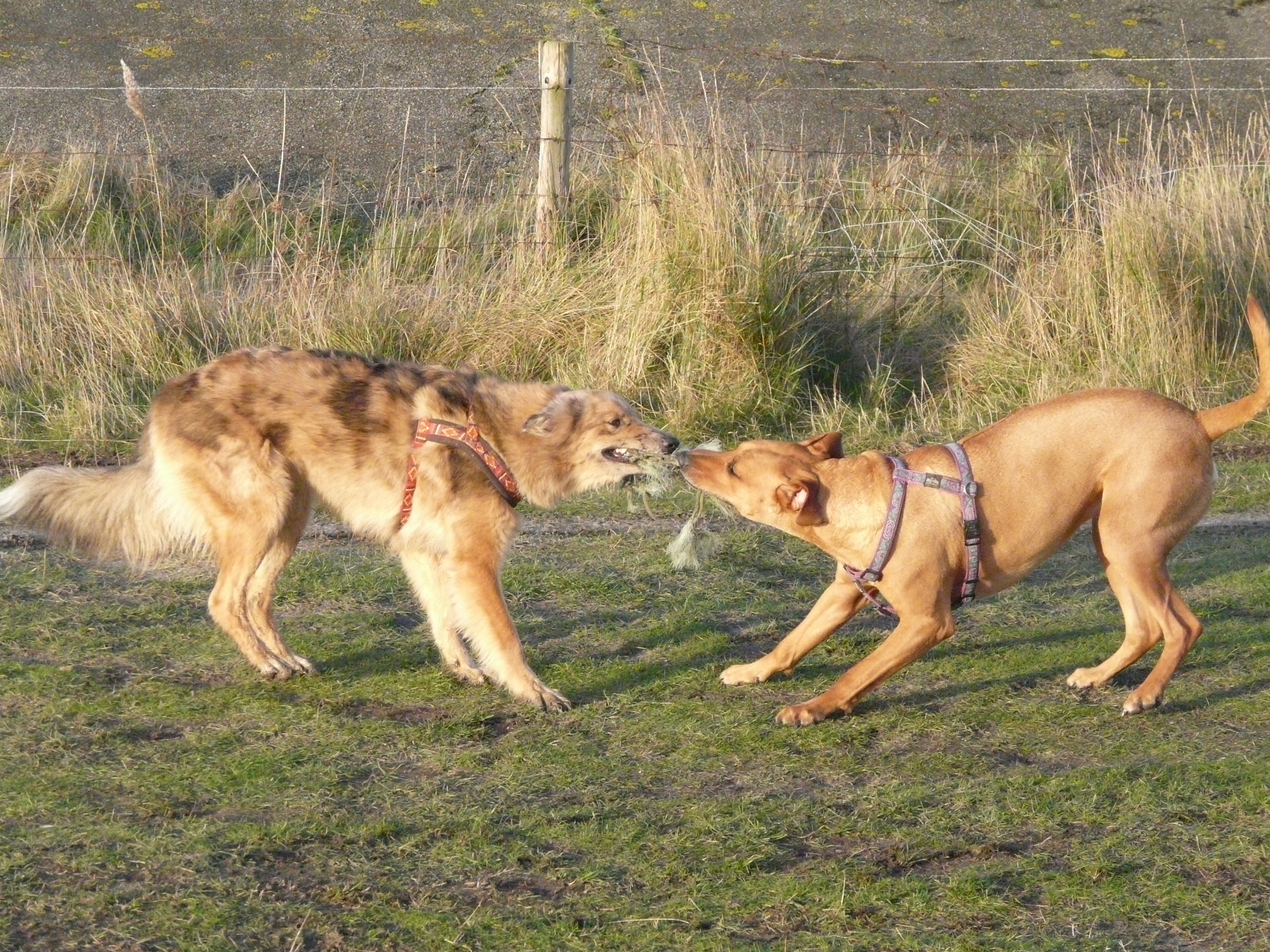 강아지의 문제 행동 교정 사진
