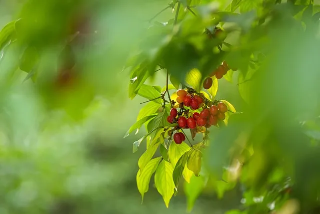 산수유 재배 개화기 관리 결실 유도 열매 건조_8