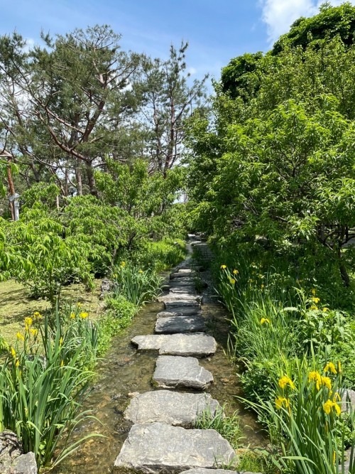 양평 세미원 연꽃