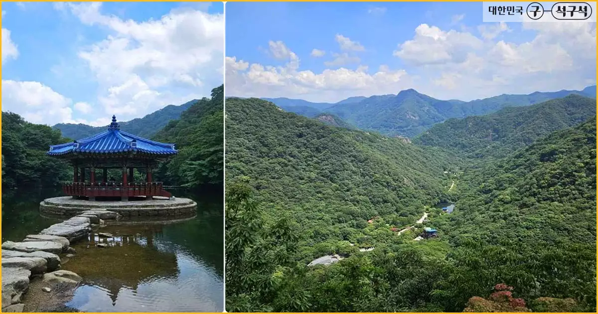 내장산의 무성한 녹음