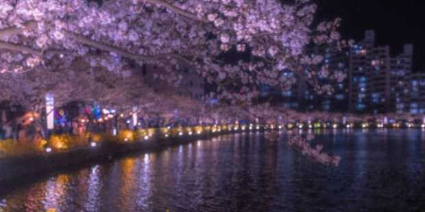 2025 석촌호수 벚꽃축제