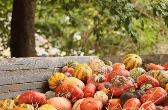 기본형 공익직불제