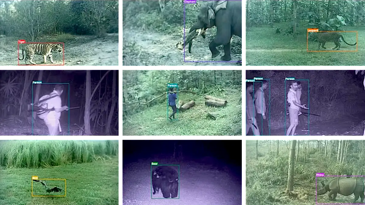 야생동물 보존에서의 AI 활용