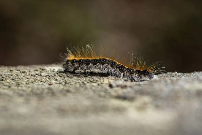 벌레 곤충꿈 해몽