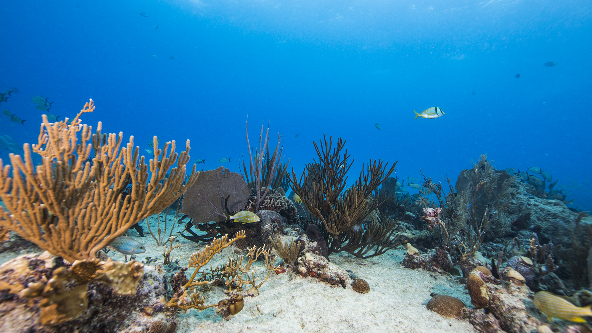 투명한 카리브해 수중풍경