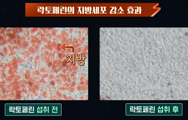 락토페린 효능