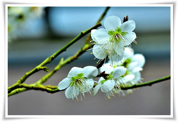 "매화" 겨울을 깨우는 은은한 향기의 비밀을 간직한 백매화 홍매화 청매화!