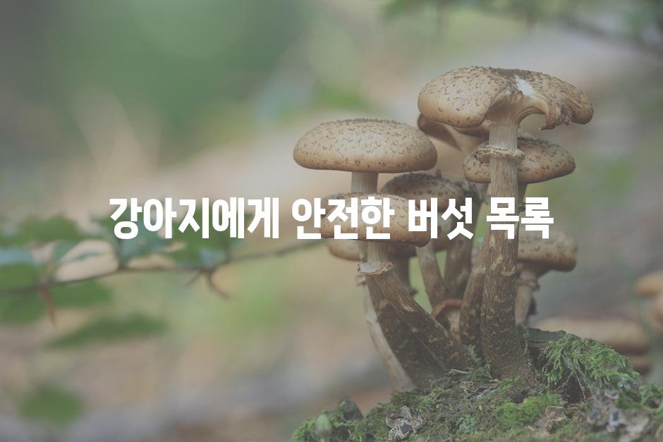 강아지에게 안전한 버섯 목록