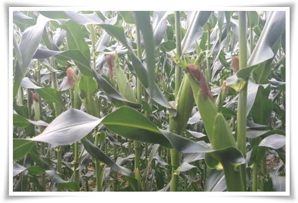 텃밭 "7월에 심기 좋은 작물" 가을 수확을 기대하는 황금 작물!