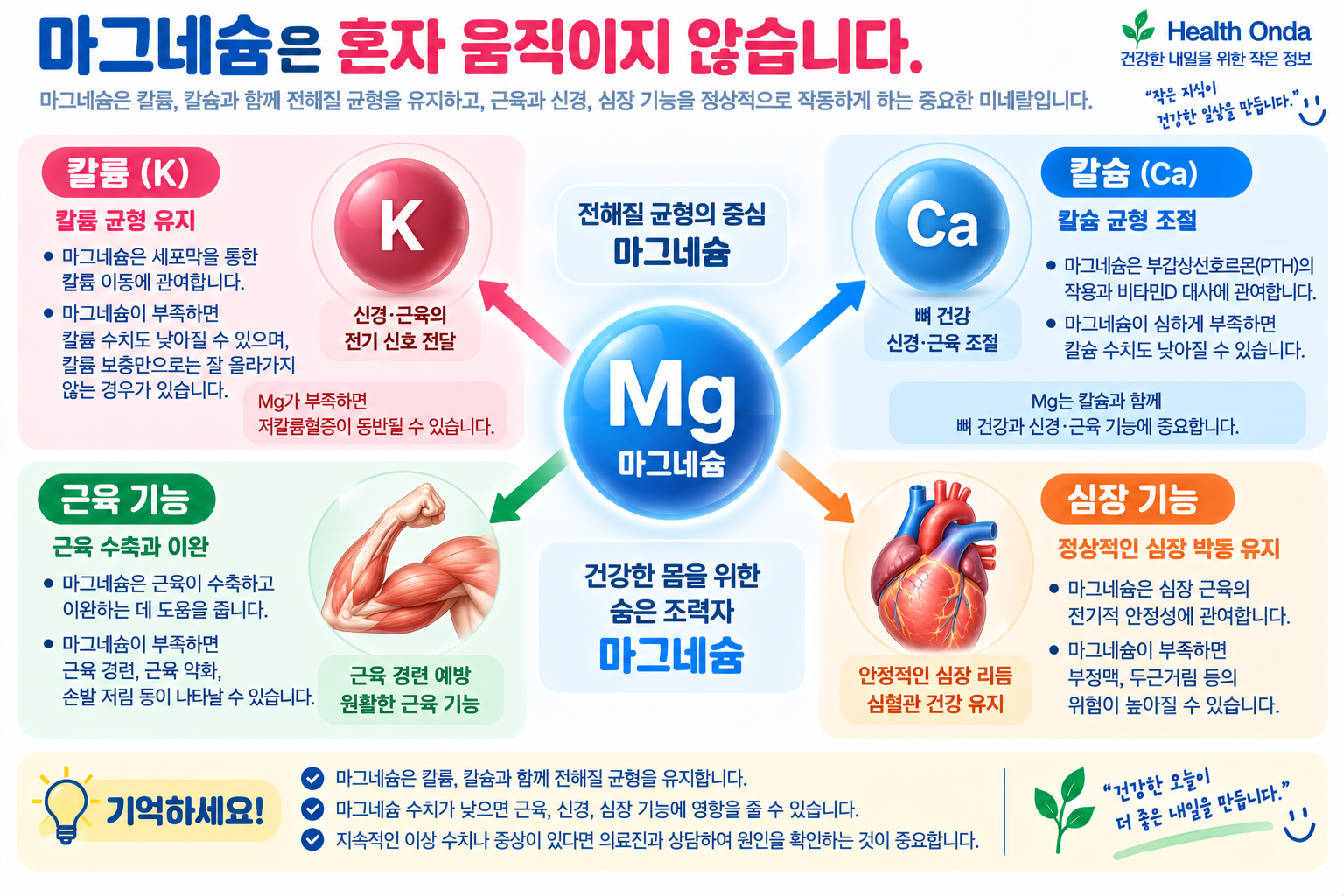 마그네슘과 칼륨·칼슘의 관계를 설명하는 그림