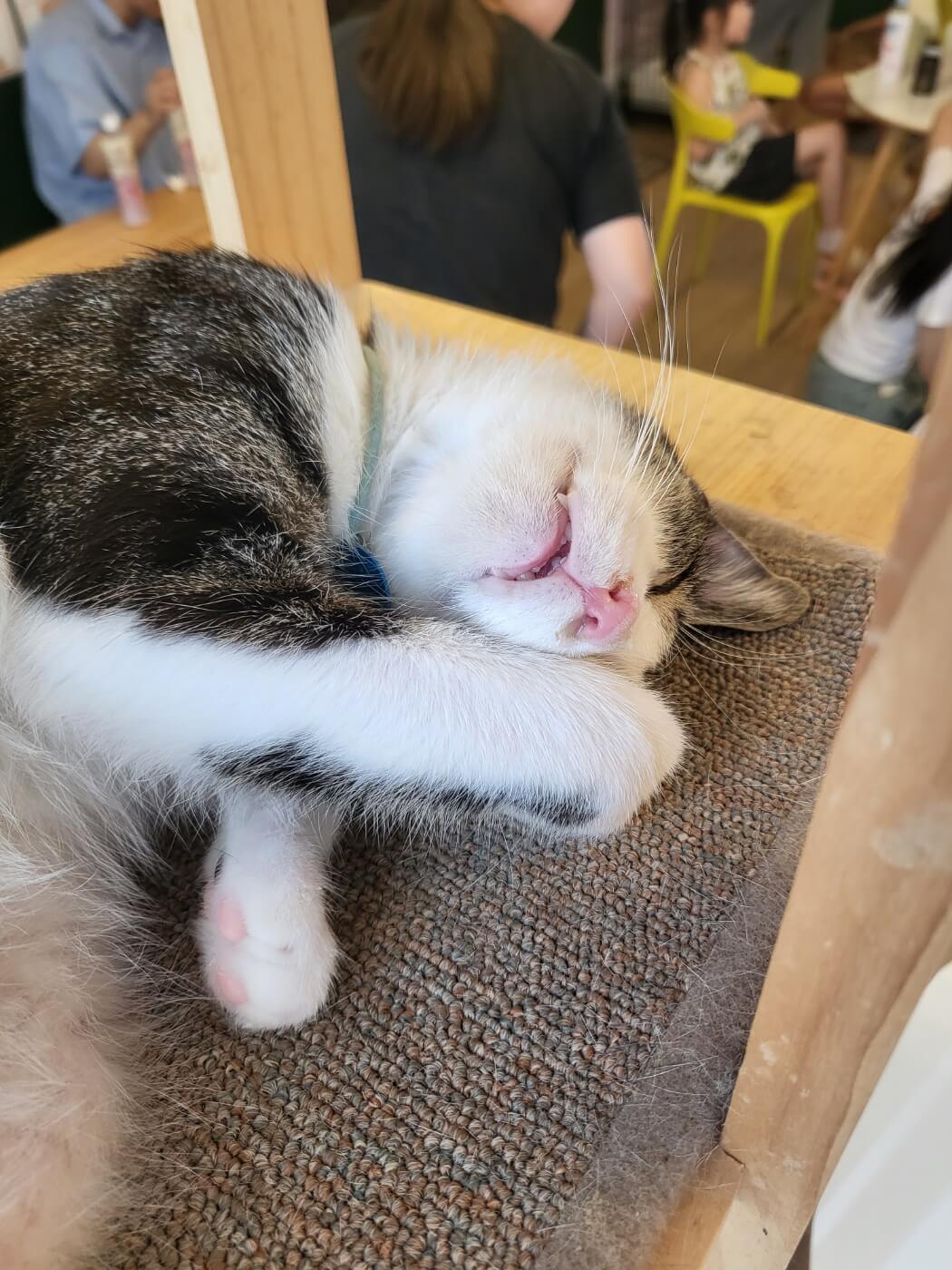 고양이5