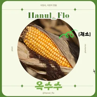 옥수수 키우는 법 품종 파종 수분수 당도 올리는 비결_7
