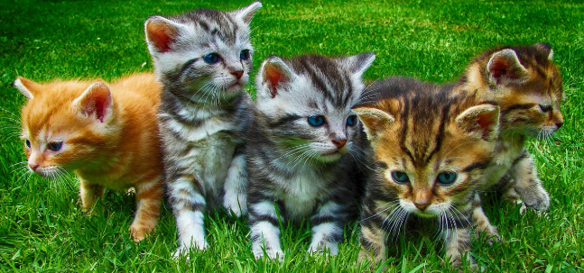 새끼 고양이들이 모여있는 이미지