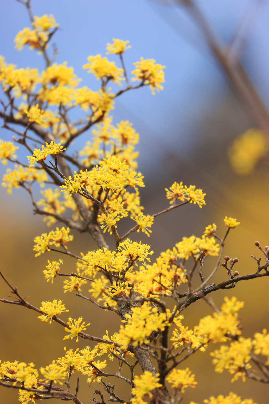 구례 산수유꽃축제 언제 갈까? 2025년 개화 시기 & 필수 코스