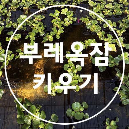 워터히아신스-부레옥잠