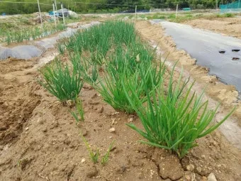 쪽파 재배 분구 관리 유기 자재 활용 친환경 방제_3