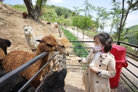 홍천 가볼만한곳 베스트 알파카월드