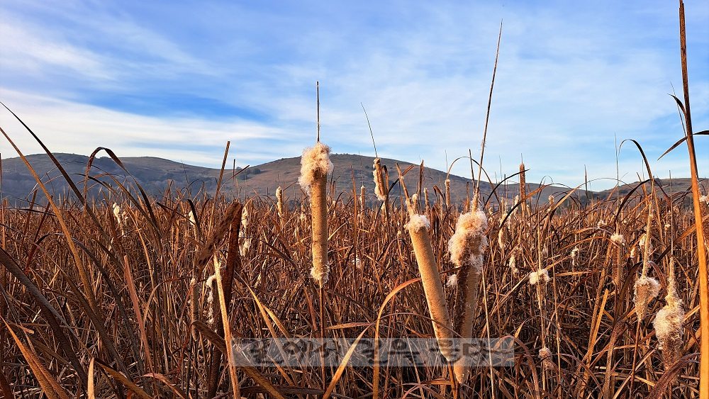 Coyote Hills Regional Park