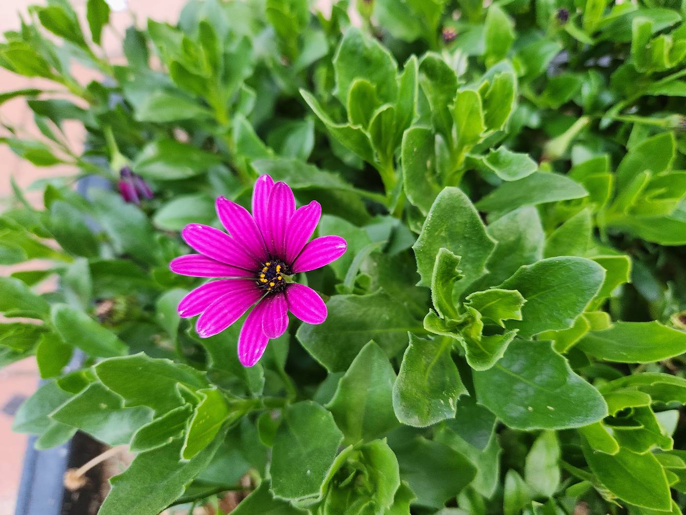 디모르포세카 Dimorphotheca