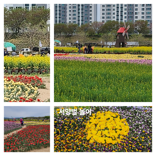: "서양별꽃으로 장식된 꽃밭"