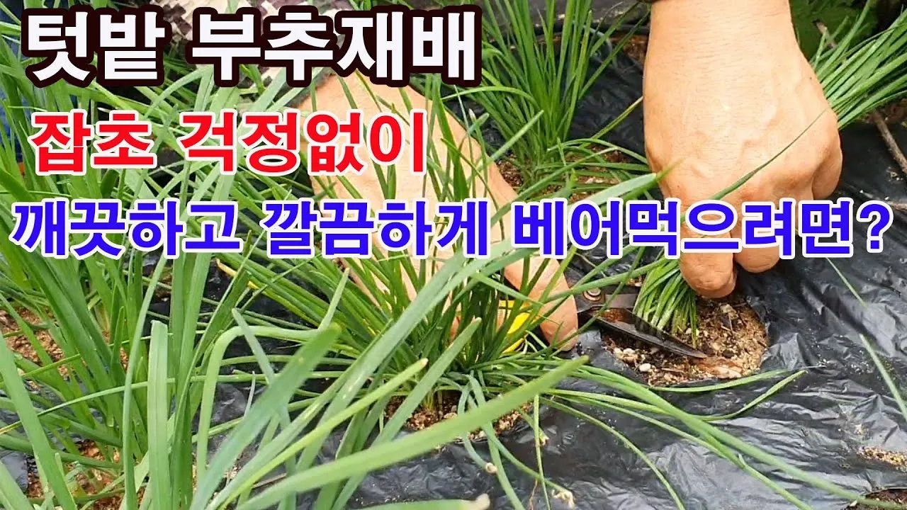 부추 재배 포기 나누기 덧비료 수확 반복_3