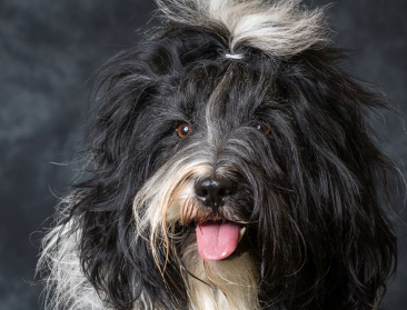 얼굴이 보이는 웃는 얼굴의 티베탄테리어.