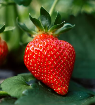 딸기 효능 부작용 칼로리 고르는법