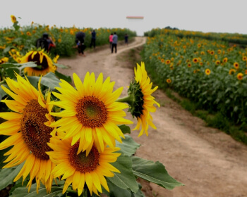 강주 해바라기 축제_20
