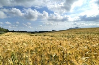 폭삭속았수다 촬영지 유채꽃밭 고성 학원농장 방문 관련 사진