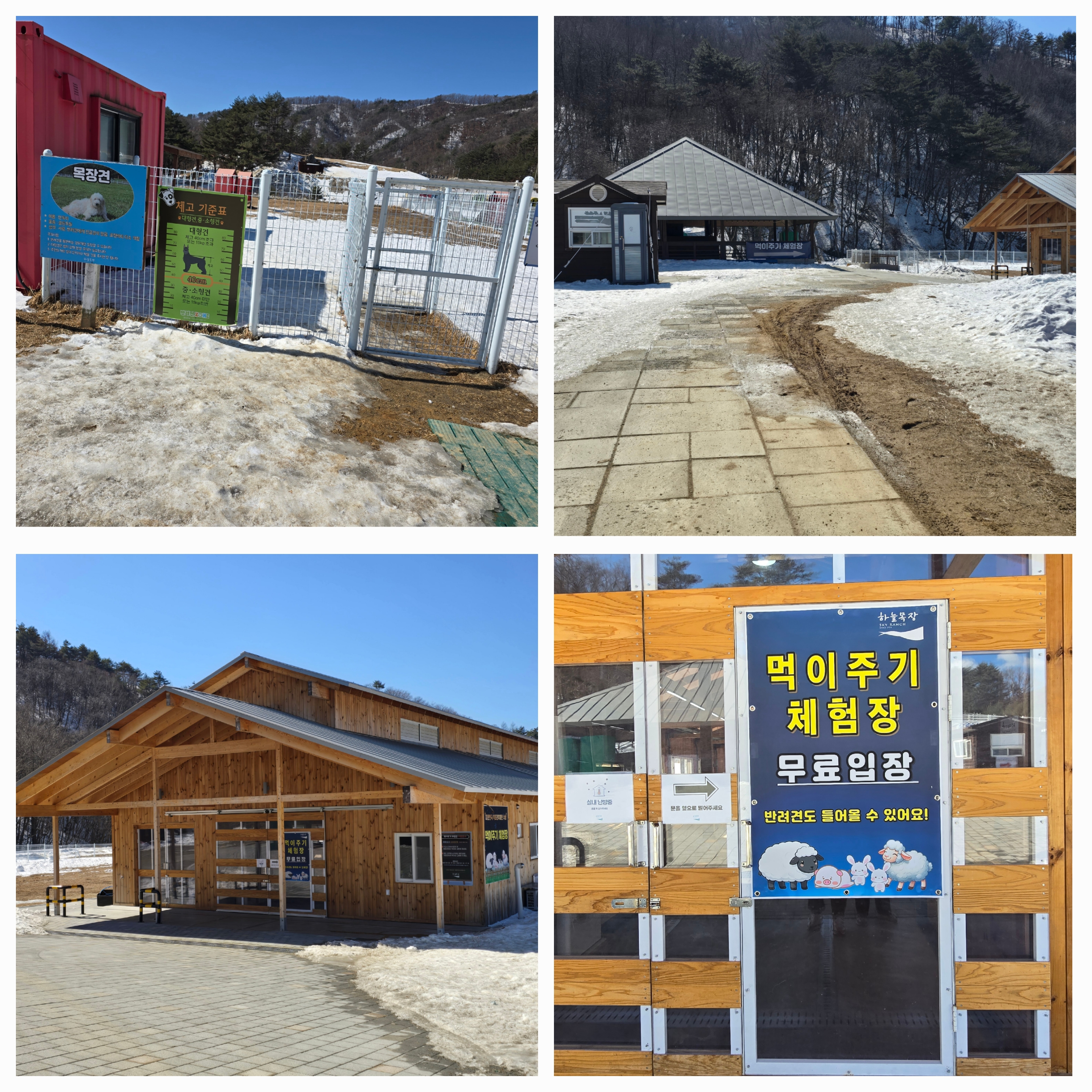 대관령 하늘목장 평창가볼만한곳 횡계가볼만한곳 .체험비.입장료 먹이주기체험장