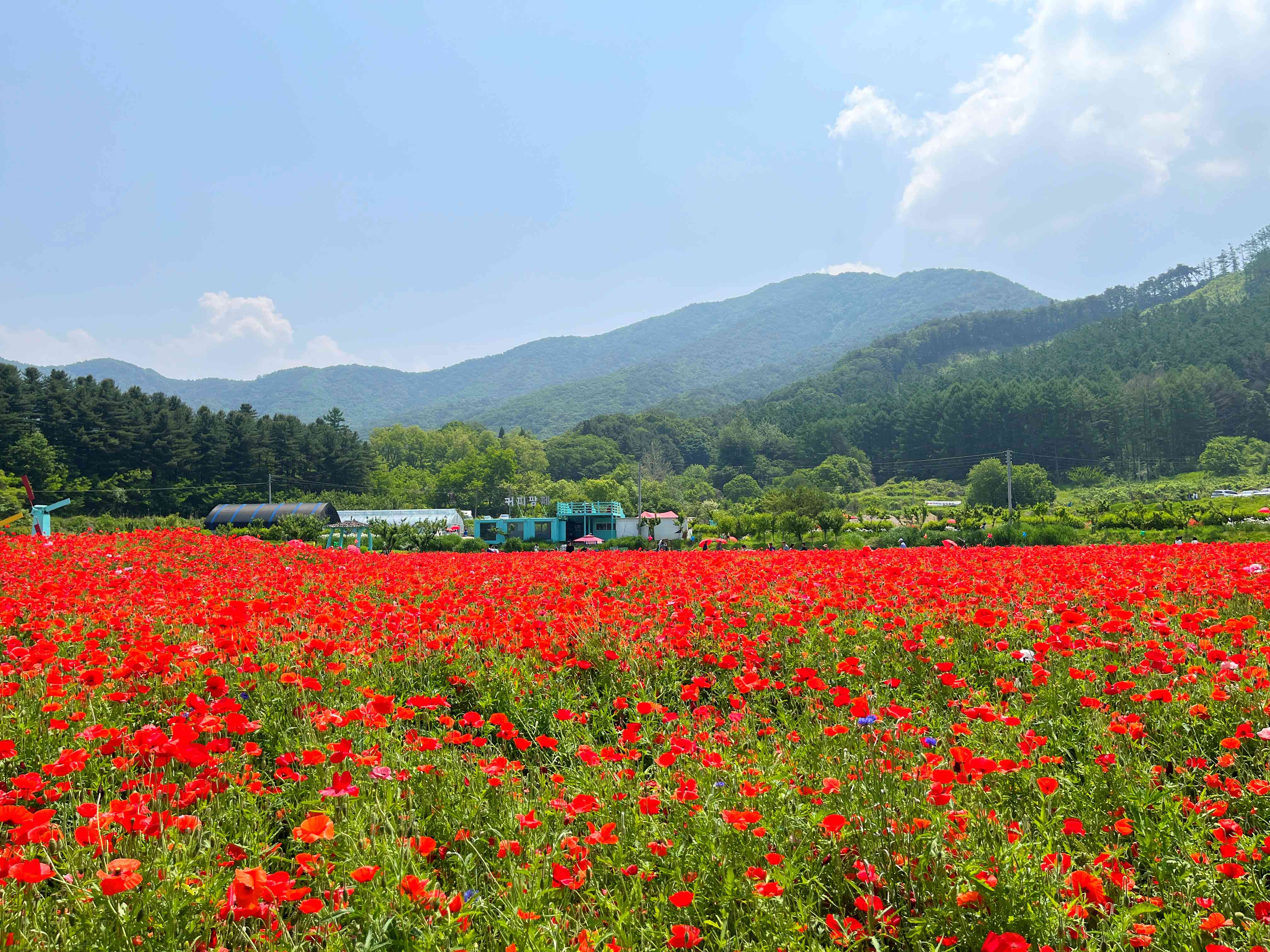 용수골 양귀비 축제