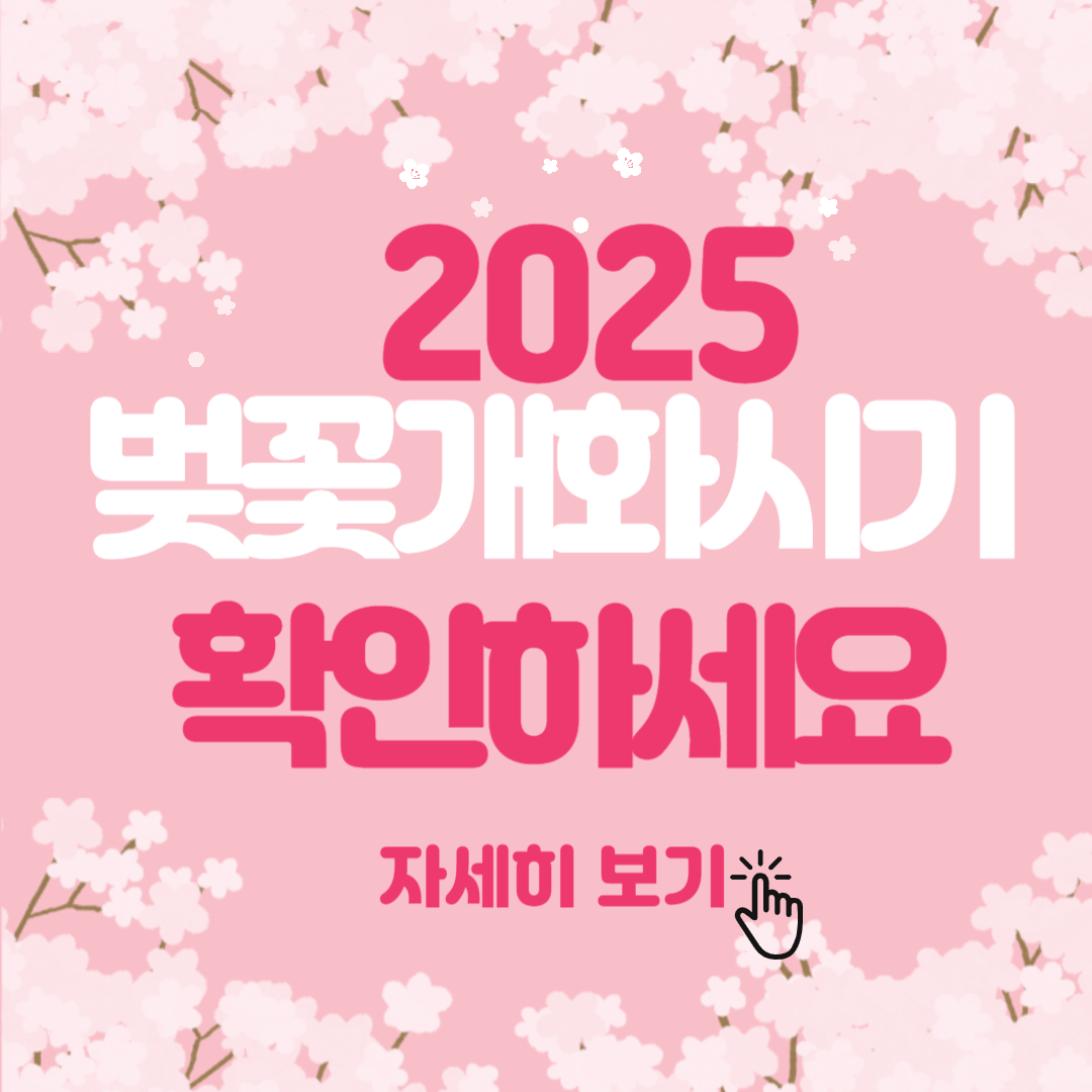 2025년 벚꽃 개화 시기 관련 사진