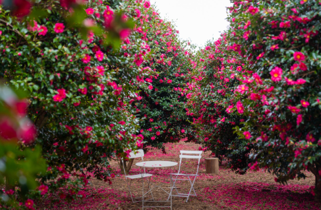 제주도 동백꽃 명소 best 5